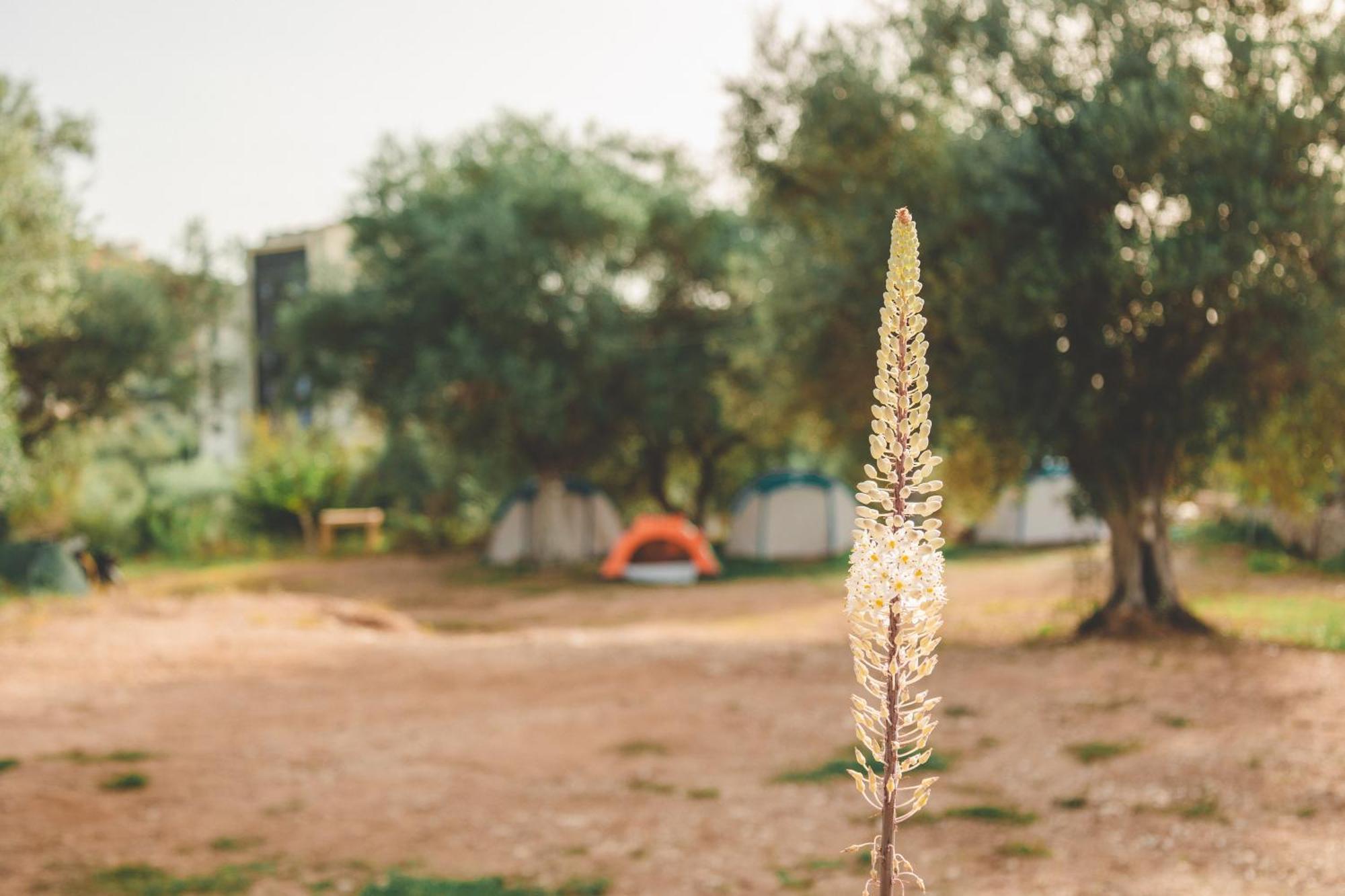 Olive Camping Himarë Extérieur photo